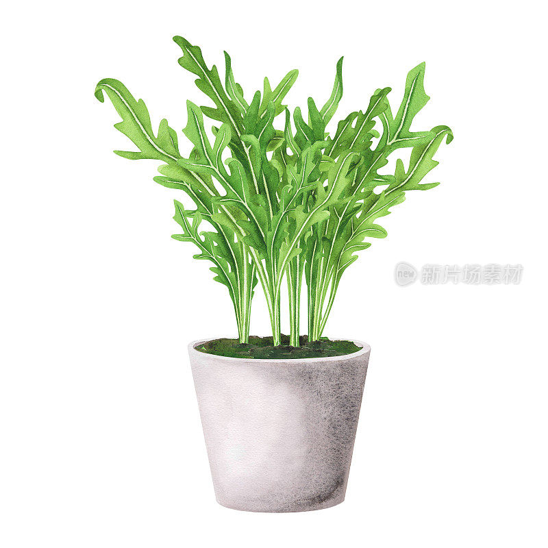 Bouquet fresh leaves arugula in concrete pot. Watercolor illustration Isolated on white. Art for design
